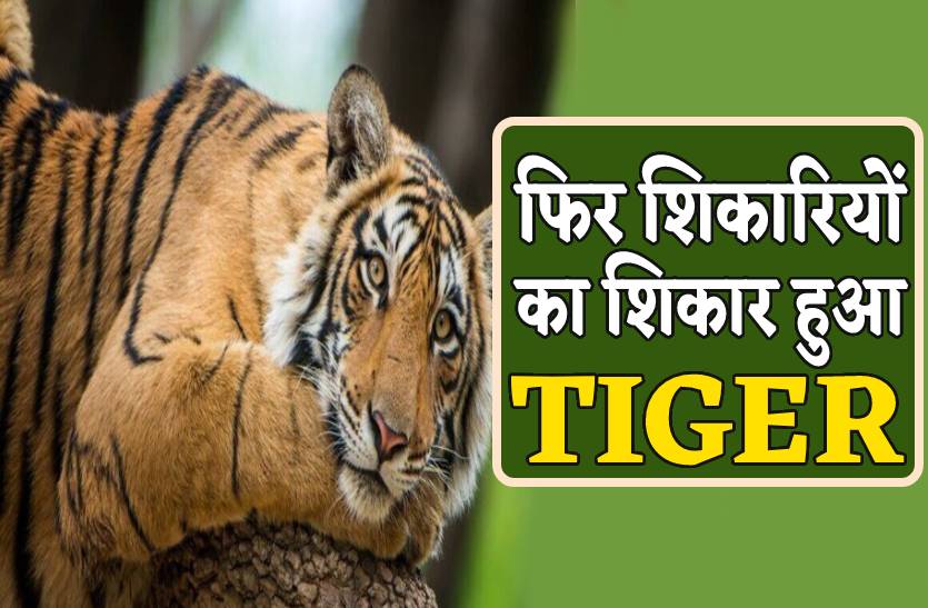 Tiger hunted for almost two years by electrocuting | फिर शिकारियों का शिकार  हुआ टाइगर, करंट लगाकर नर बाघ को मार डाला | Patrika News