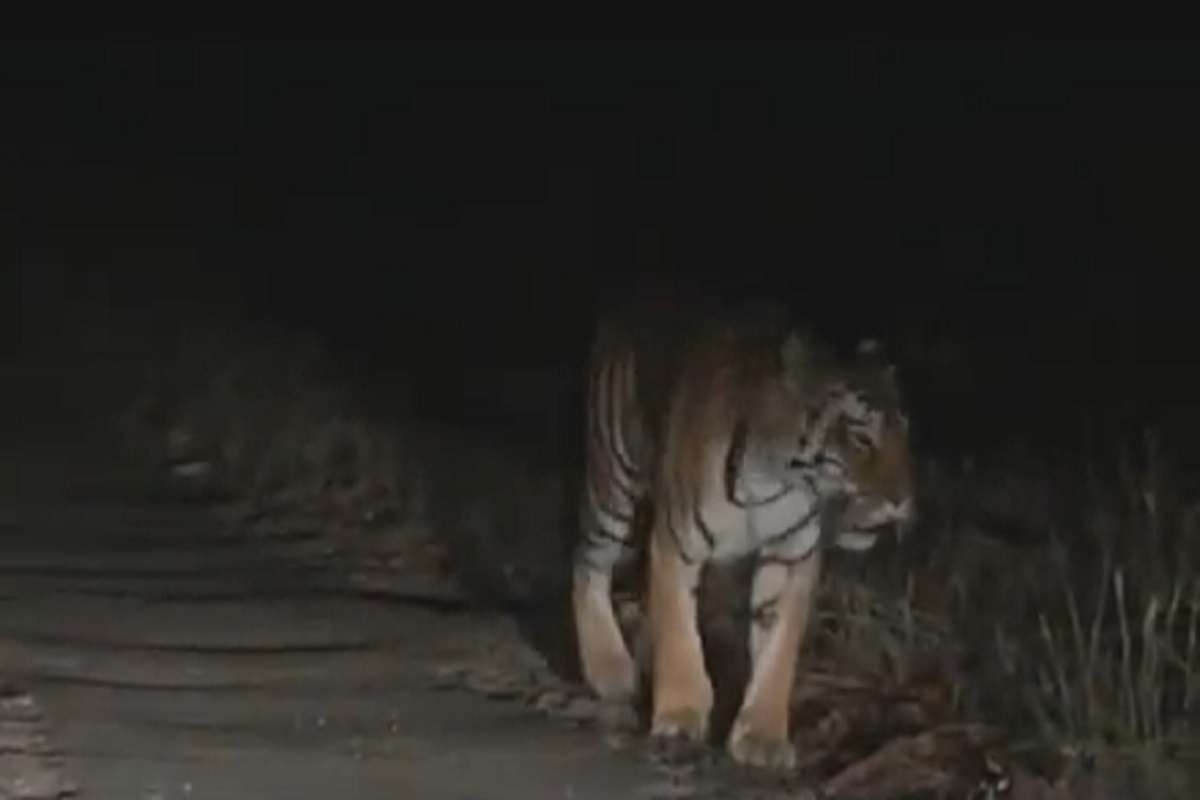tiger_2.jpg