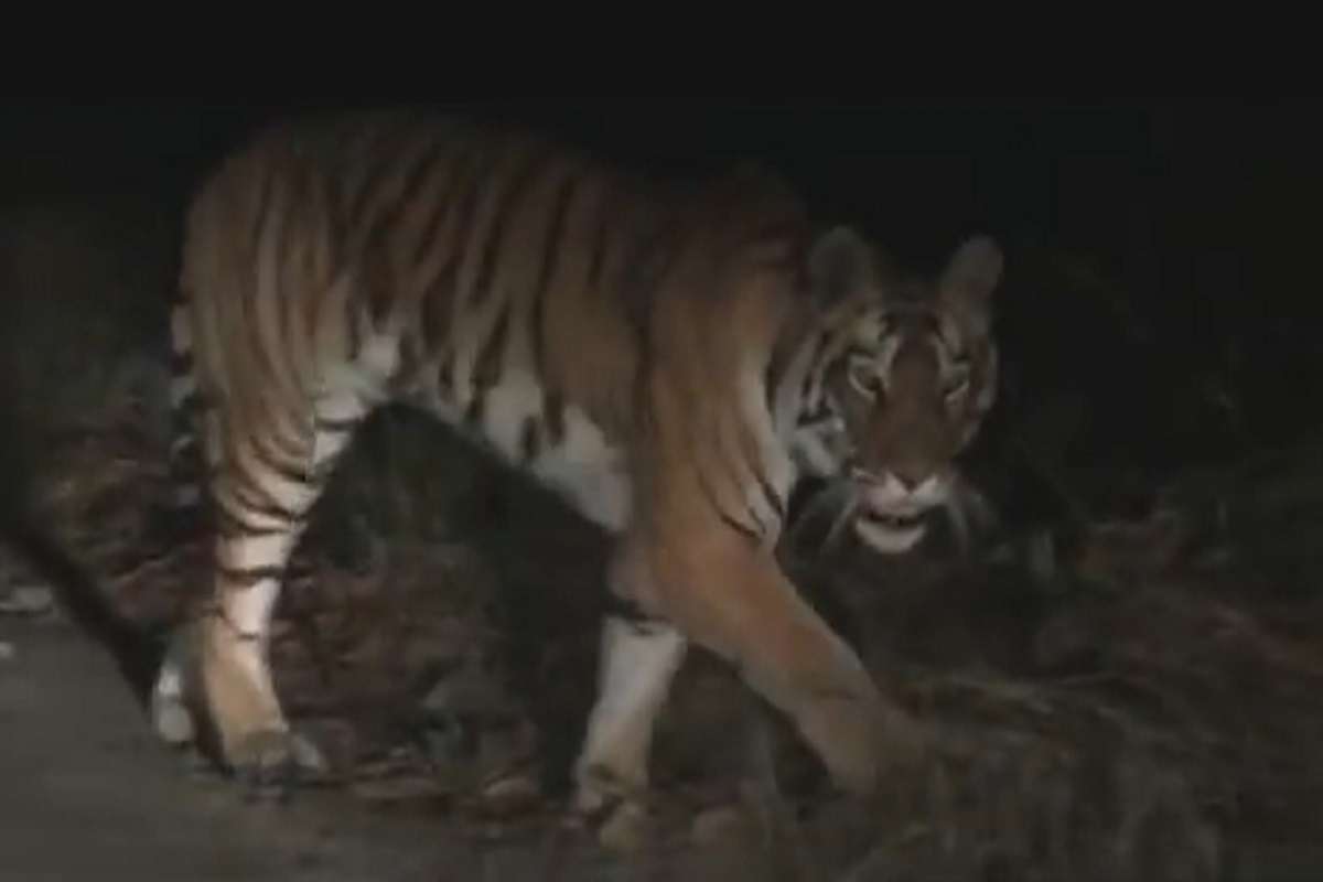 tiger_4.jpg