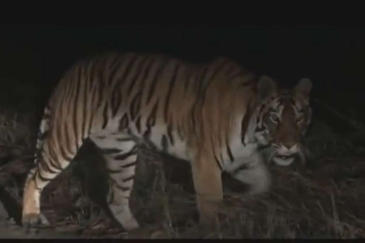 tiger_5.jpg