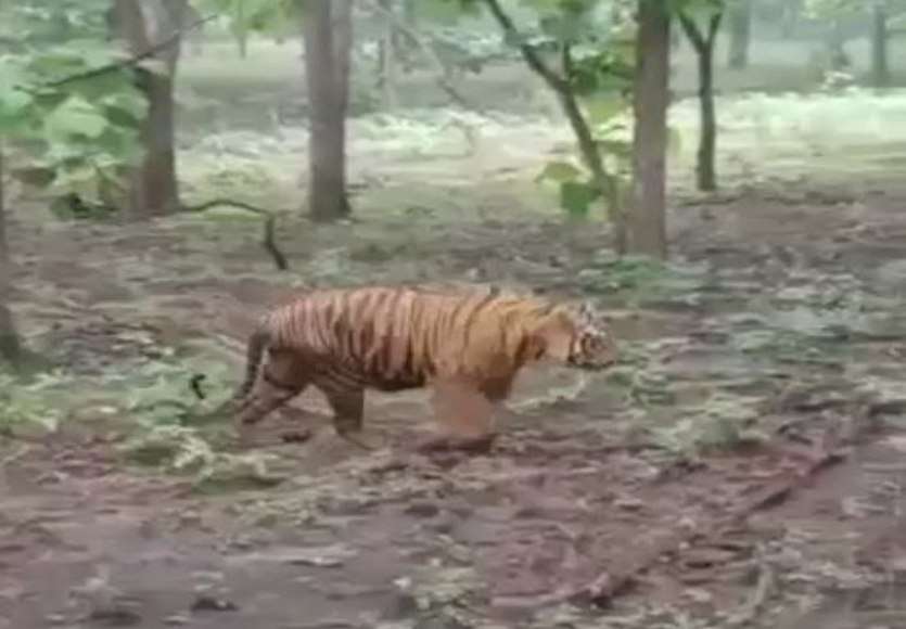 फिर दिखा बाघ, पानी की तलाश में इरिया नदी में कर रहा था विचरण, सोशल मीडिया पर वायरल हो रही तस्वीर