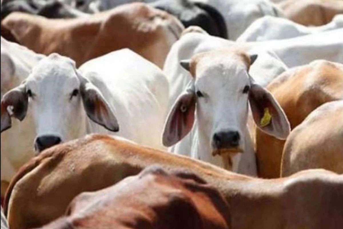 cow.jpg
