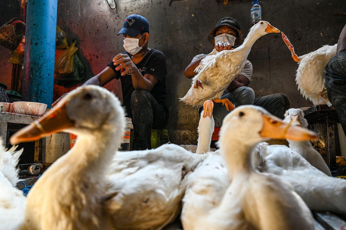 भोपाल में विकसित देश की पहली स्वदेशी बर्ड फ्लू वैक्सीन बाजार में | Country’s first indigenous bird flu vaccine developed in Bhopal in the market | Patrika News