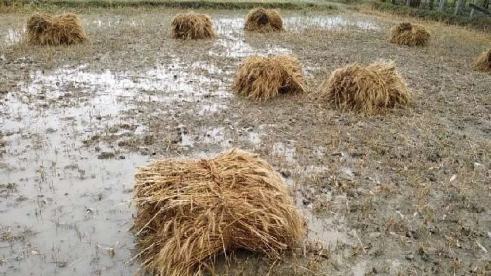 Weather Update: बारिश ने तोड़ा 43 साल का रिकार्ड, 10 डिग्री तक गिरा तापमान