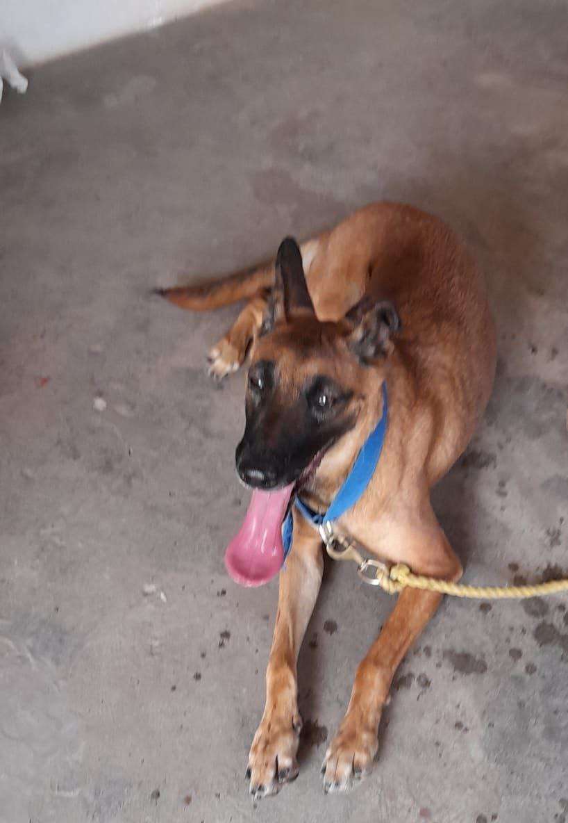 Dog Rosie succeeded in solving 16 such blind murders in cases where