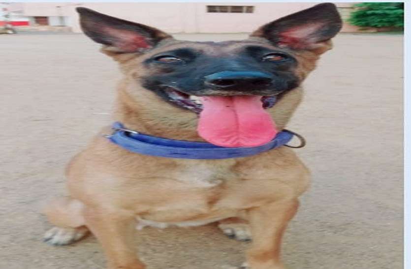 Dog Rosie succeeded in solving 16 such blind murders in cases where