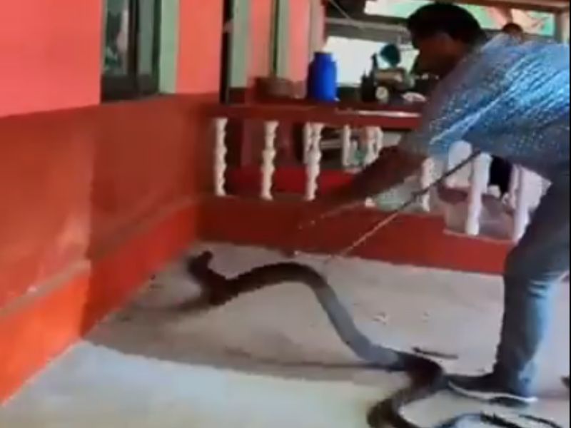 Young Man Caught King Cobra By Hand Video Viral Cobra Viral Video युवक ने हाथ से पकड़ लिया 3603