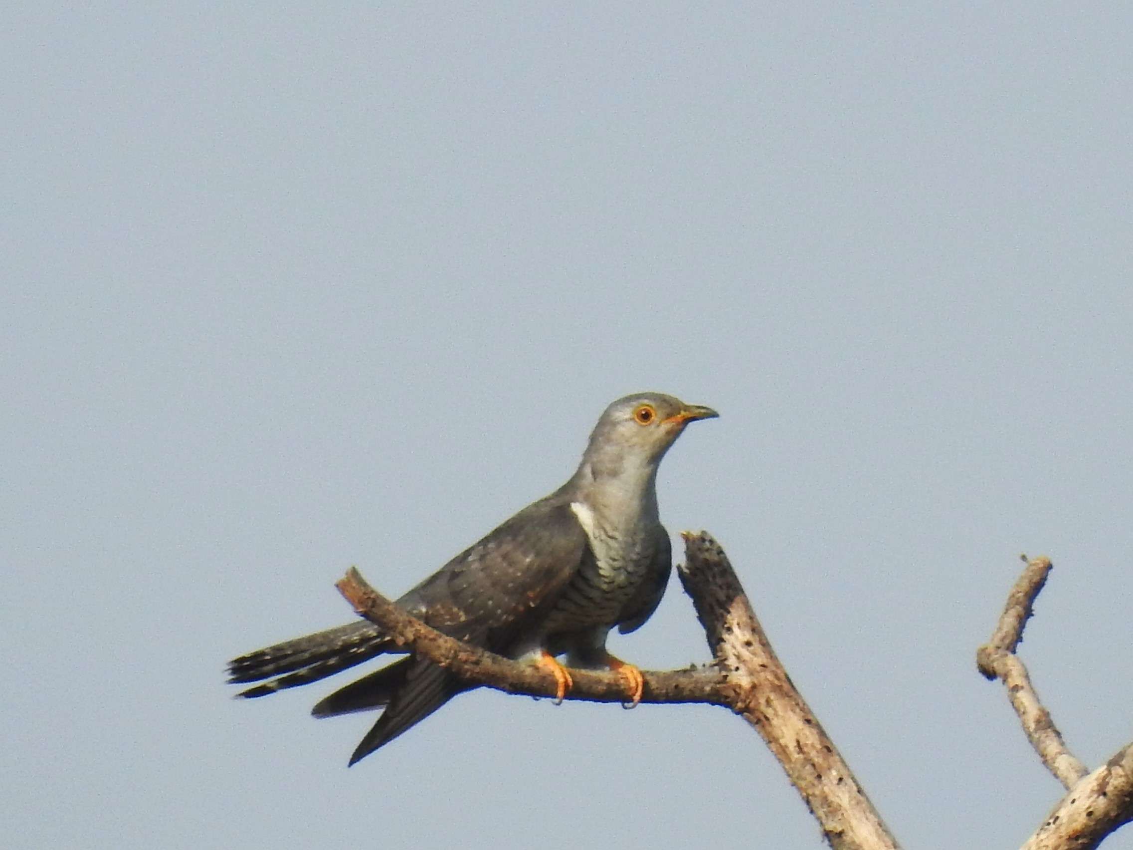 indian_cuckoo.jpg