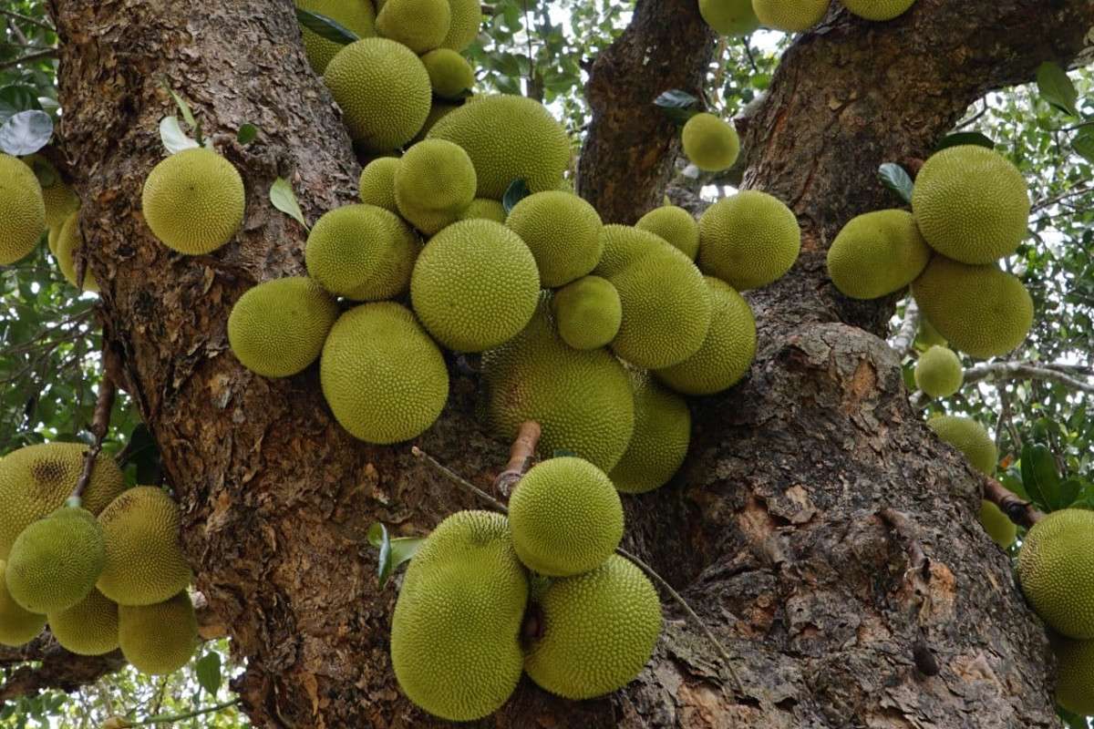 jackfruit_fruits_tree.jpg