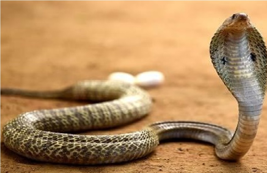 The Havoc Of Creeping Death, People Are Victims Of Snakebite Raigarh ...