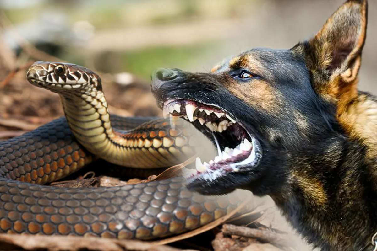 Dog bite treatment in hindi top