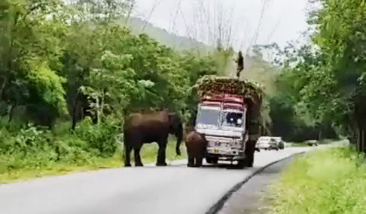 यहां से गुजरना है तो जंगल टैक्स देना होगा.. हाथियों ने जब ट्रक ड्राइवर को रोका, देखें वीडियो