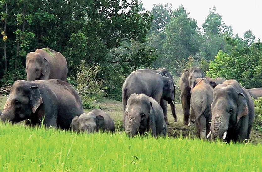 वन विभाग ने दी दो हाथियों को पकड़ने की अनुमति