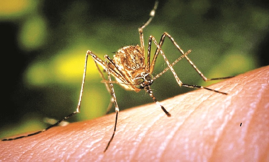 मच्छर जनित बीमारियों से बचने के लिए हर रविवार को ड्राई डे