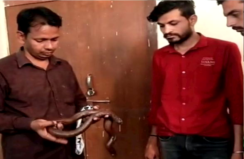 sand boa smuggling