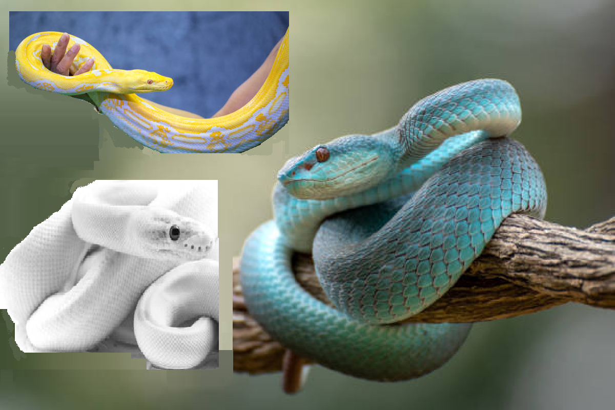 dreams_of_snake.png