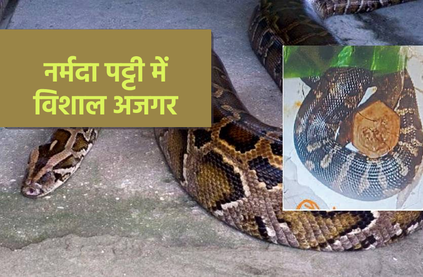 Dangerous pythons emerging from Sardar Sarovar of Narmada in Dhar | धार ...