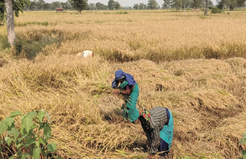 Reduction in paddy harvesting work, farmers worried Janjgir Champa