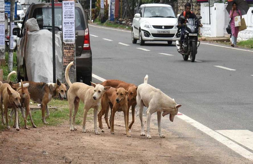 Dog bite cases increase in Raipur, 2 dead, 1 injured