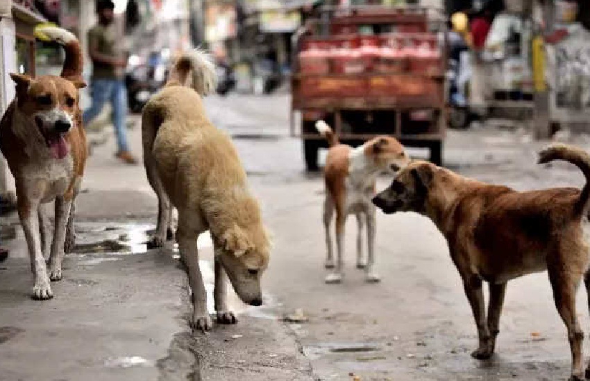 Street Dog Terror: आवारा श्वानों का खूंखार रूप, काट-नोच रहे लोगो को, कर रहे घातक हमले