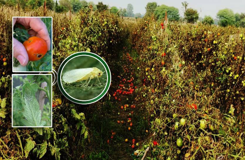 white_fly_on_tomato_plants_damaged_crops_mp_farmers_upset.jpg
