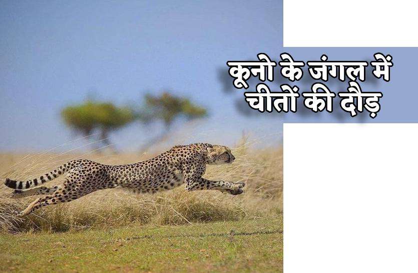 cheetah_in_kuno_national_park.jpg