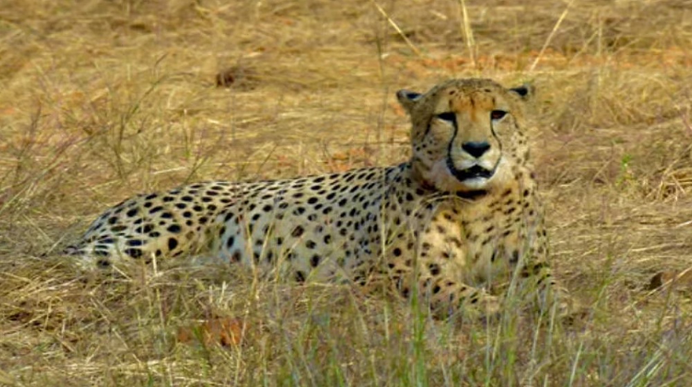 african_cheetah.jpg