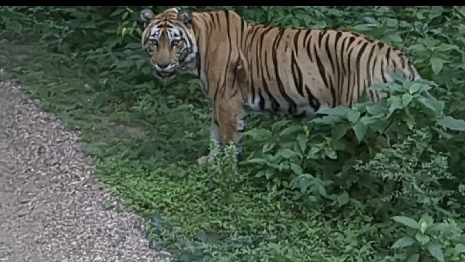 सरिस्का के बाघ कहीं आबादी में नहीं जा रहे