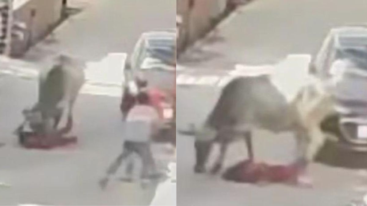 4 साल की बच्ची को गाय ने सींग से मारा और पैर से कुचला, CCTV Video Viral