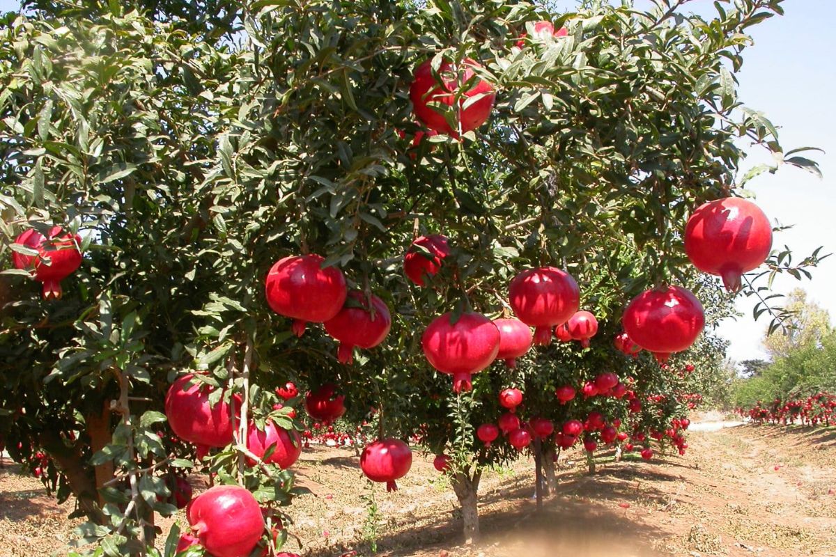राजस्थान में अनार की खेती से किसानों की बल्ले बल्ले, खूब हो रही पैदावार | pomegranate-cultivation growing-in-desert areas anar ki kheti udaipur news | Patrika News