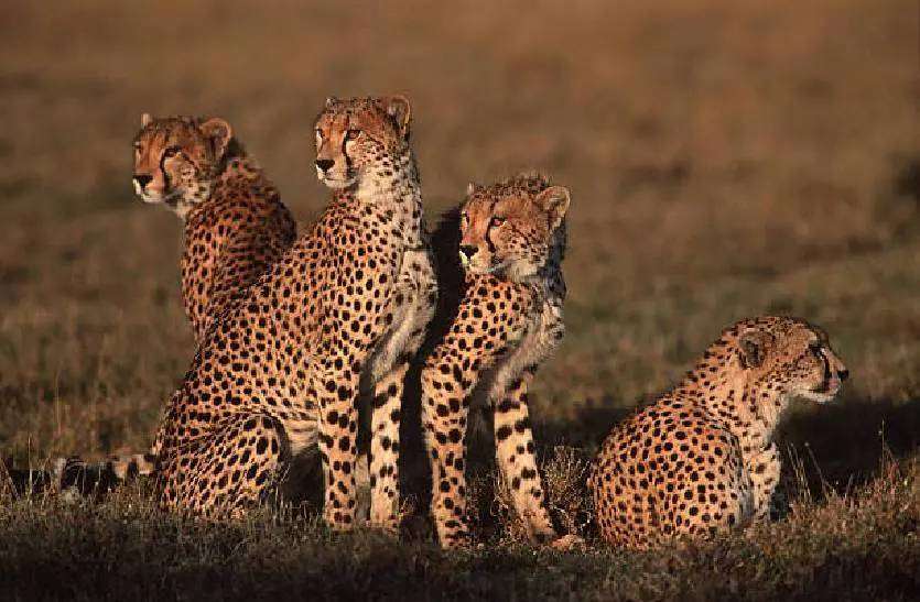 cheetah_project_madhya_pradesh_india.jpg
