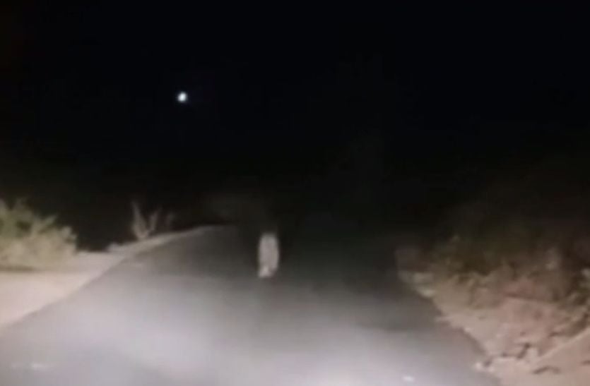 VIDEO: देर रात अचानक सामने आया पैंथर, ये 21 सेकंड का वीडियो वायरल होने बाद लोगों में भय का माहौल