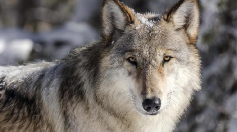 wolves_have_developed_the_ability_to_fight_cancer_radiation_living_near_chernobyl_plant_.png