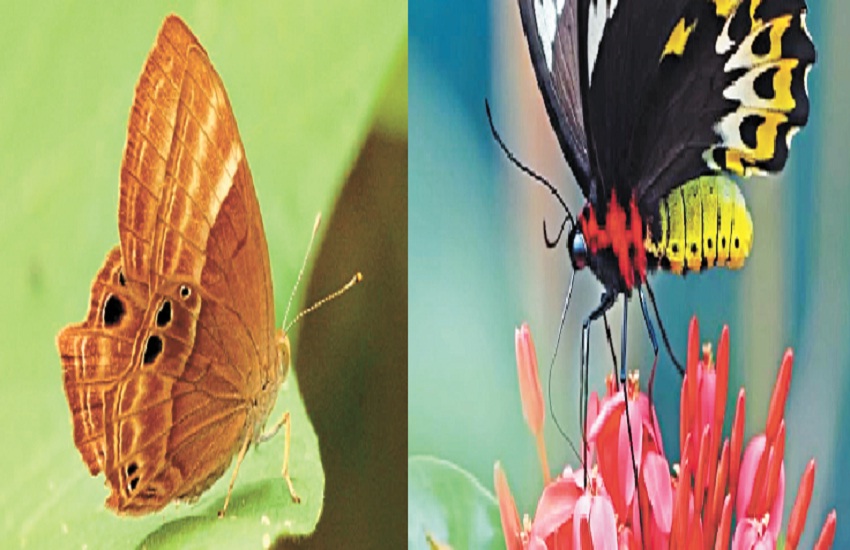 तितलियों के जिले गरियाबंद में 3 नई प्रजातियों की हुई खोज, ऋषिझरन वाटरफॉल के आस-पास उड़ती हैं...