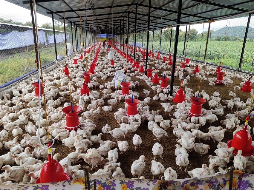 बर्ड फ्लू : आंध्र प्रदेश के अधिकारियों ने नेल्लोर में सैकड़ों पक्षियों को मारा, अंडे नष्ट किए