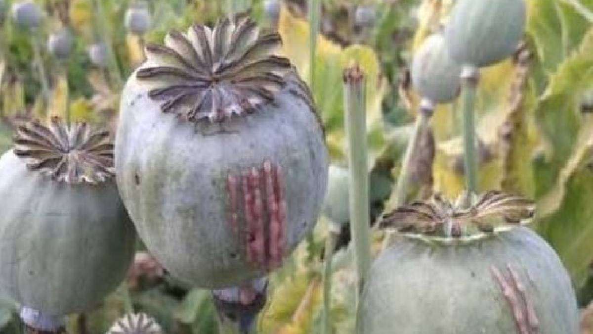 opium_cultivation_in_mp_interesting_facts_mp_government_efforts_for_strong_economy.jpg