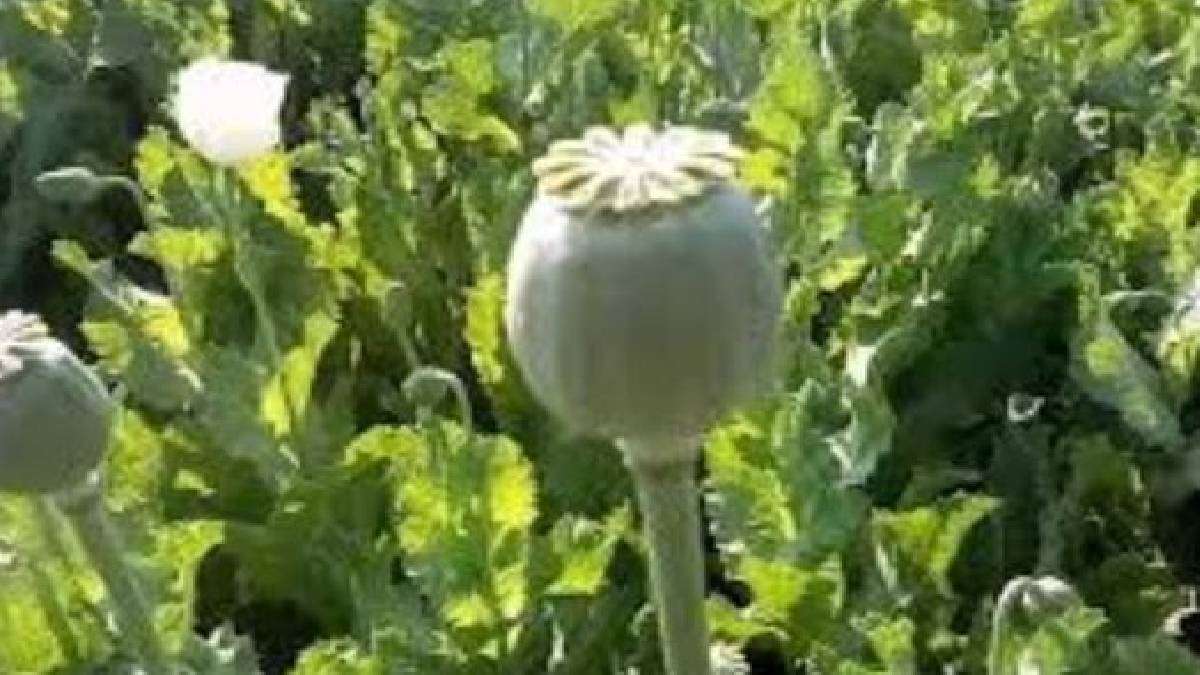 opium_cultivation_in_mp_mandsaur_now_government_sell_out_thebain_in_international_drugs_market_news_hindi.jpg