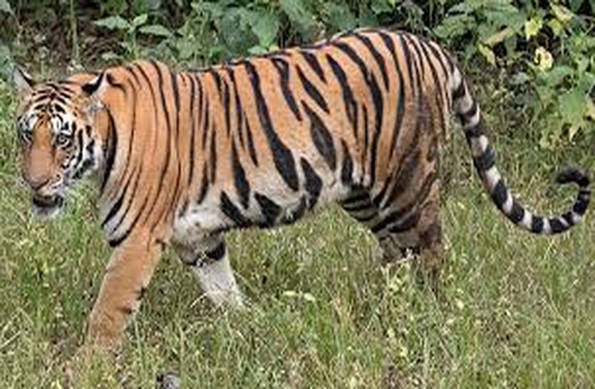 कुंभलगढ़ में दहाड़ेंगे रणथम्भौर के बाघ बाघिन
