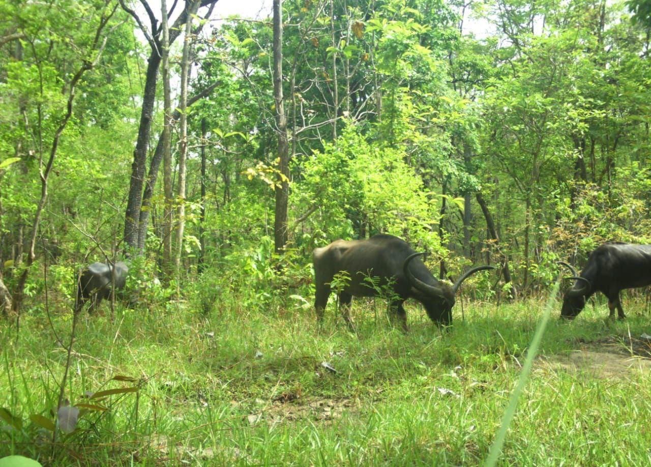 इंद्रावती नेशनल पार्क में अब दिखाई देने लगे वन भैसों के झुंड