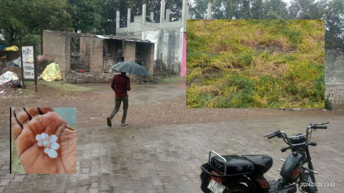 Rajasthan Weather Update :  कहीं ओले तो कहीं बारिश ने किया मजा किरकिरा, फसलों को भारी नुकसान