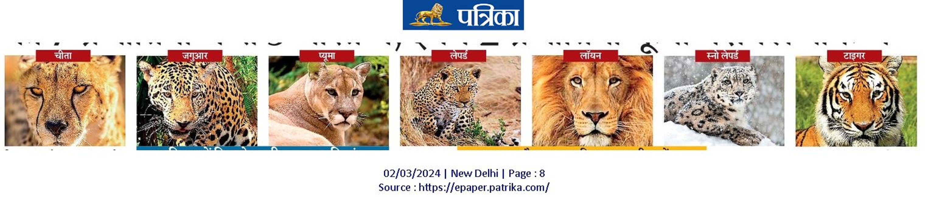 बिग कैट की 7 प्रजातियों में से 5 भारत में, इनमें 2 कूनो नेशनल पार्क में