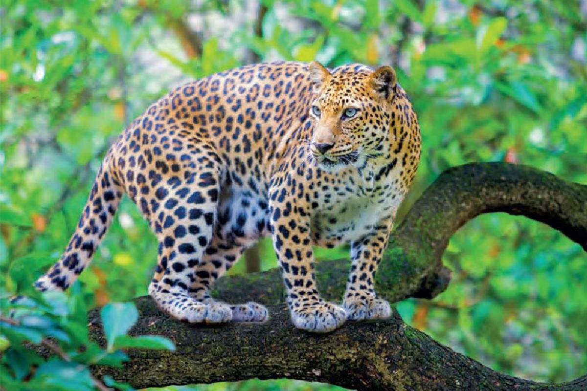 World wild life Day: तेंदुओं की पहली पसंद है ये टाइगर रिजर्व, सतपुड़ा को पीछे छोड़ा