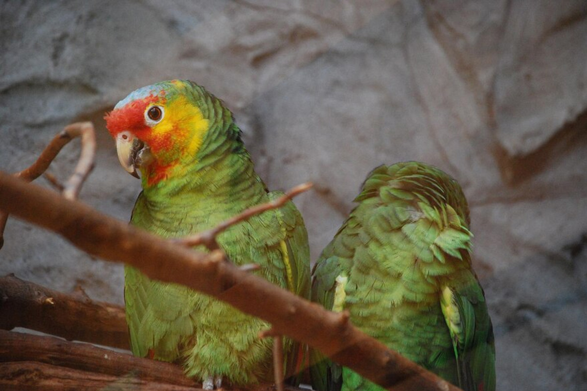 Parrot Fever Outbreak 5 deaths in Europe be careful | Parrot Fever का कहर: 5 की मौत, जानिए इस खतरनाक बीमारी के बारे में सब कुछ | Patrika News