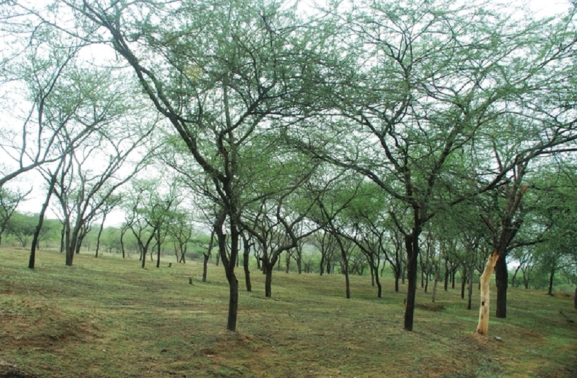 Patrika opinion : सिर्फ पेड़ों की संख्या बढ़ाने से पूरा नहीं होगा वन विकास का सपना