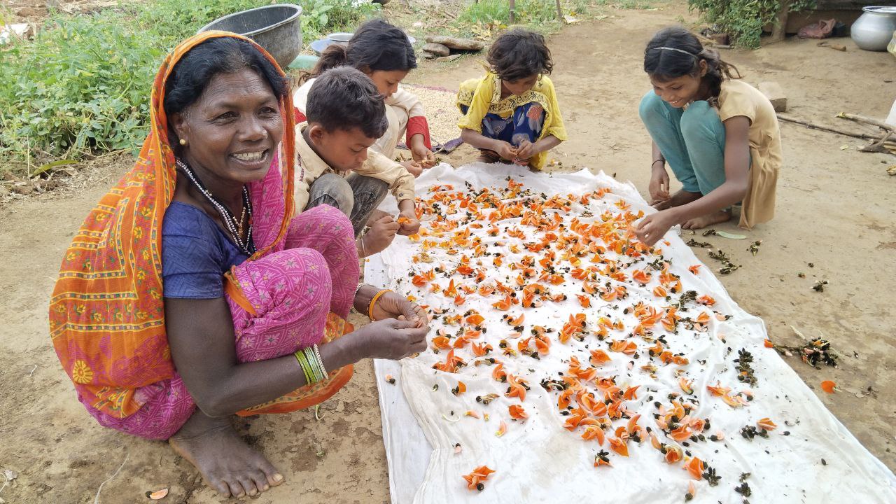 ग्रामीण बना रहे पलाश के फूल से रंग, इस गांव में आदिवासियों की है परम्परा