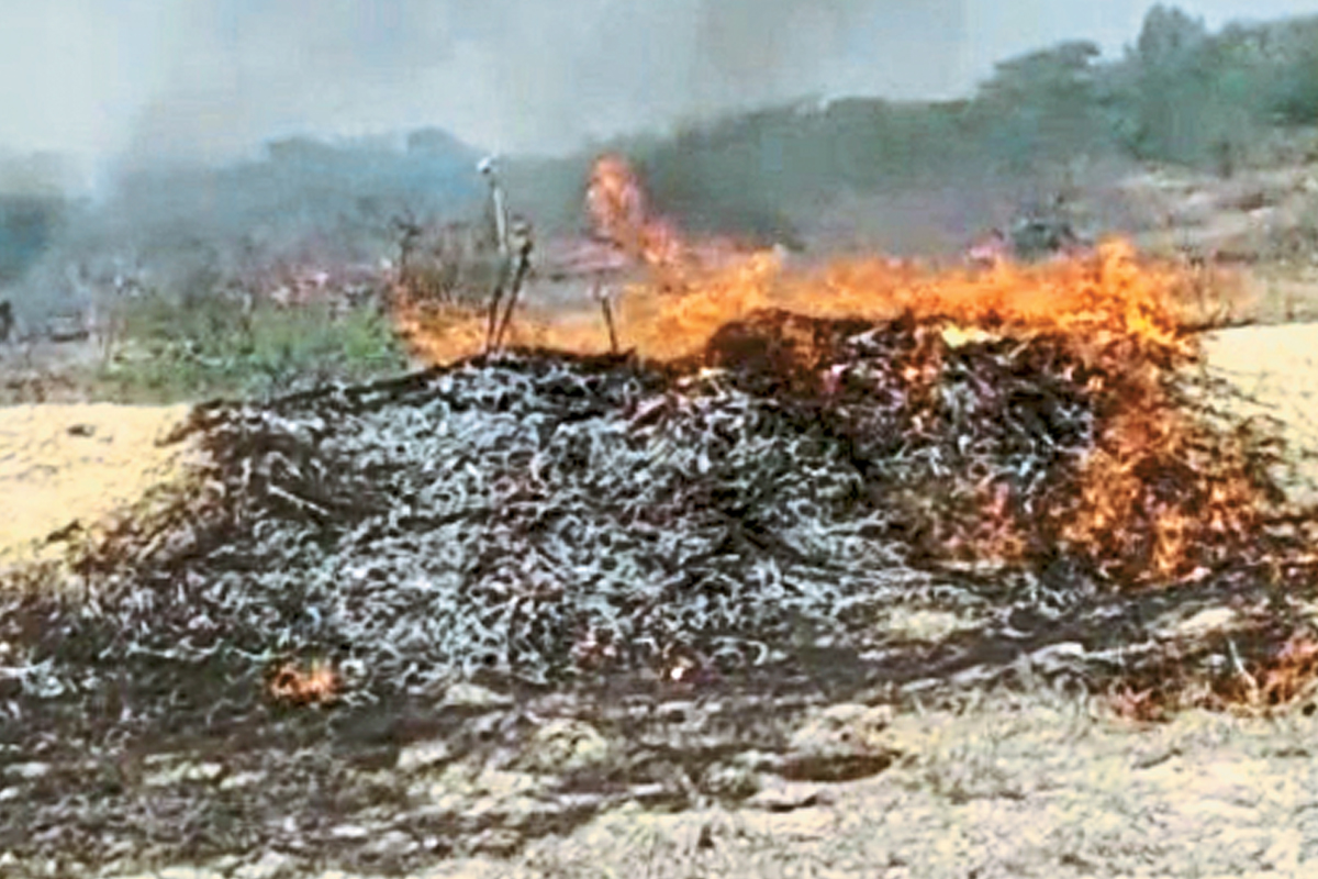 हमीरपुर के जंगलों में आग, बबूल और घास जलकर राख