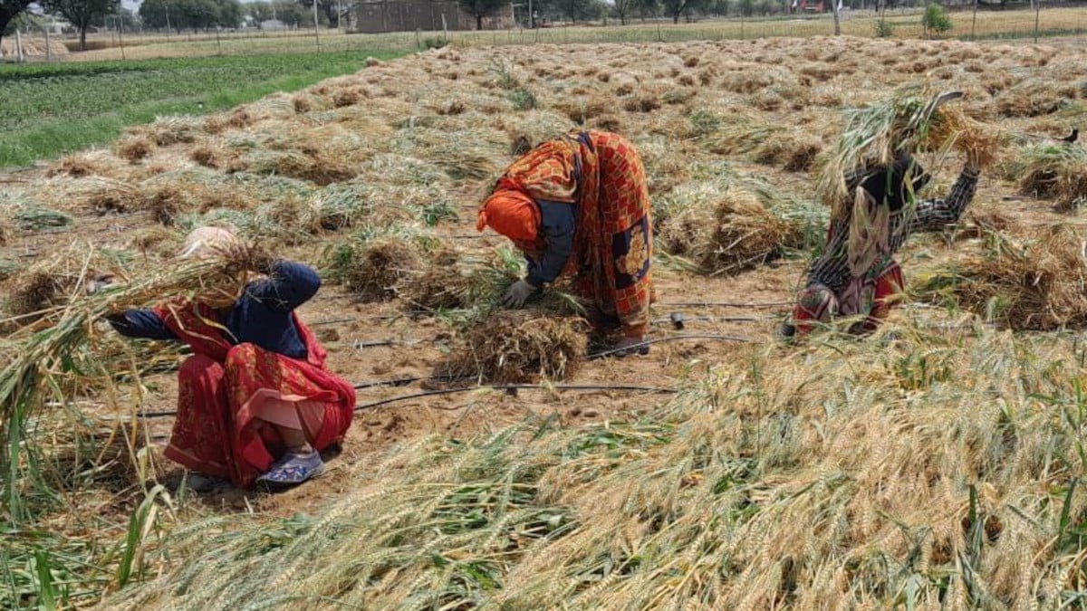Rajasthan Weather News: बदले मौसम से किसानों की सांसें फूली, लावणी में जुटे, सता रहा ये डर