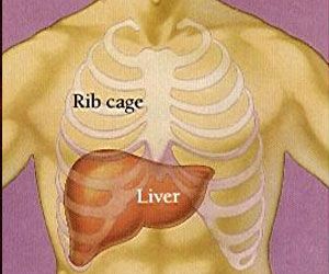 How Does The Liver Work शर र क ब ट र और ब कअप द न ह हम र ल वर Patrika News