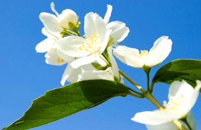 Amazing Benefits Of Jasmine Flower च हर क चमक बढ ए चम ल क फ ल ज न ए क छ और फ यद Patrika News