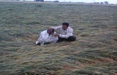बारिश के असर से चने की फसल बर्बाद